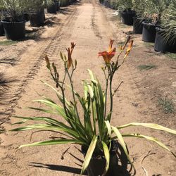 5g Red Daylily 