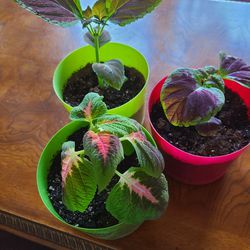 Beautiful Coleus Plants 6 Inch Pots 