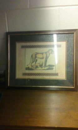 Lion pictures