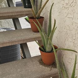 Aloe vera and succulents, all different sizes. $3–$10 each. Great for home or garden!” 🌵