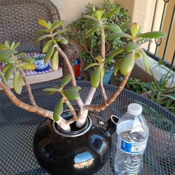 Plant With Pot