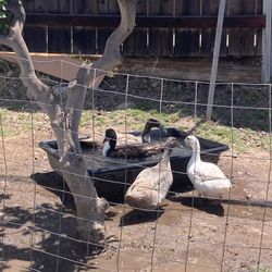 Duck Coop And Layers