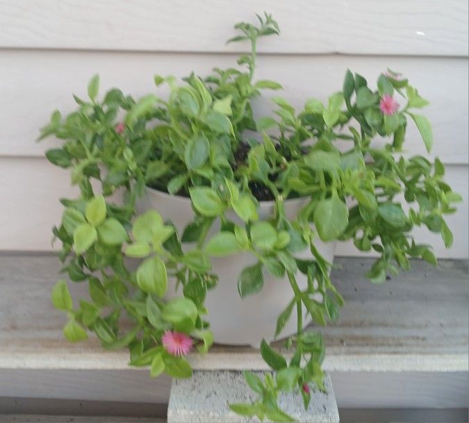 Baby Sunrose Succulent Plant 🪴 