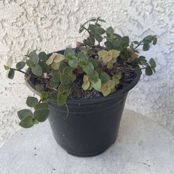 6 Inch Pot Succulent Plant- Callisia Repens - Gold Mini - Miniature Wandering Dude - Rooted & Established - Drought Resistant - 🪴