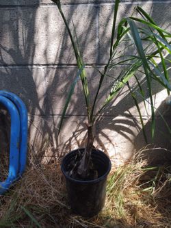 King palm