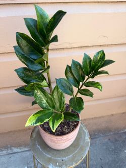 6” xl variegated  zz plant
