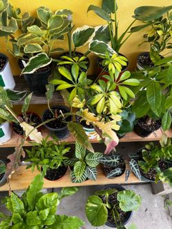 House / Tropical  Plants