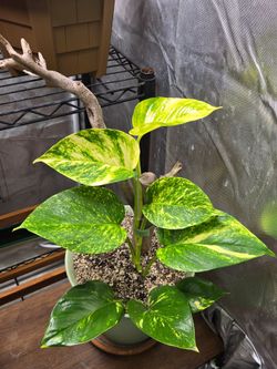 Pothos