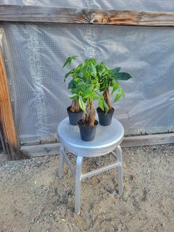 Money Tree Plant 5" Nursery Pot $5 Each