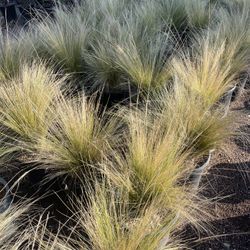 Ornomental Grasess Perfect Drought Tolerant