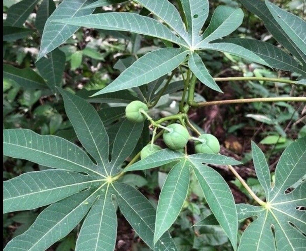 Tapioca Tree Seeds Hardy Tapioca Plant