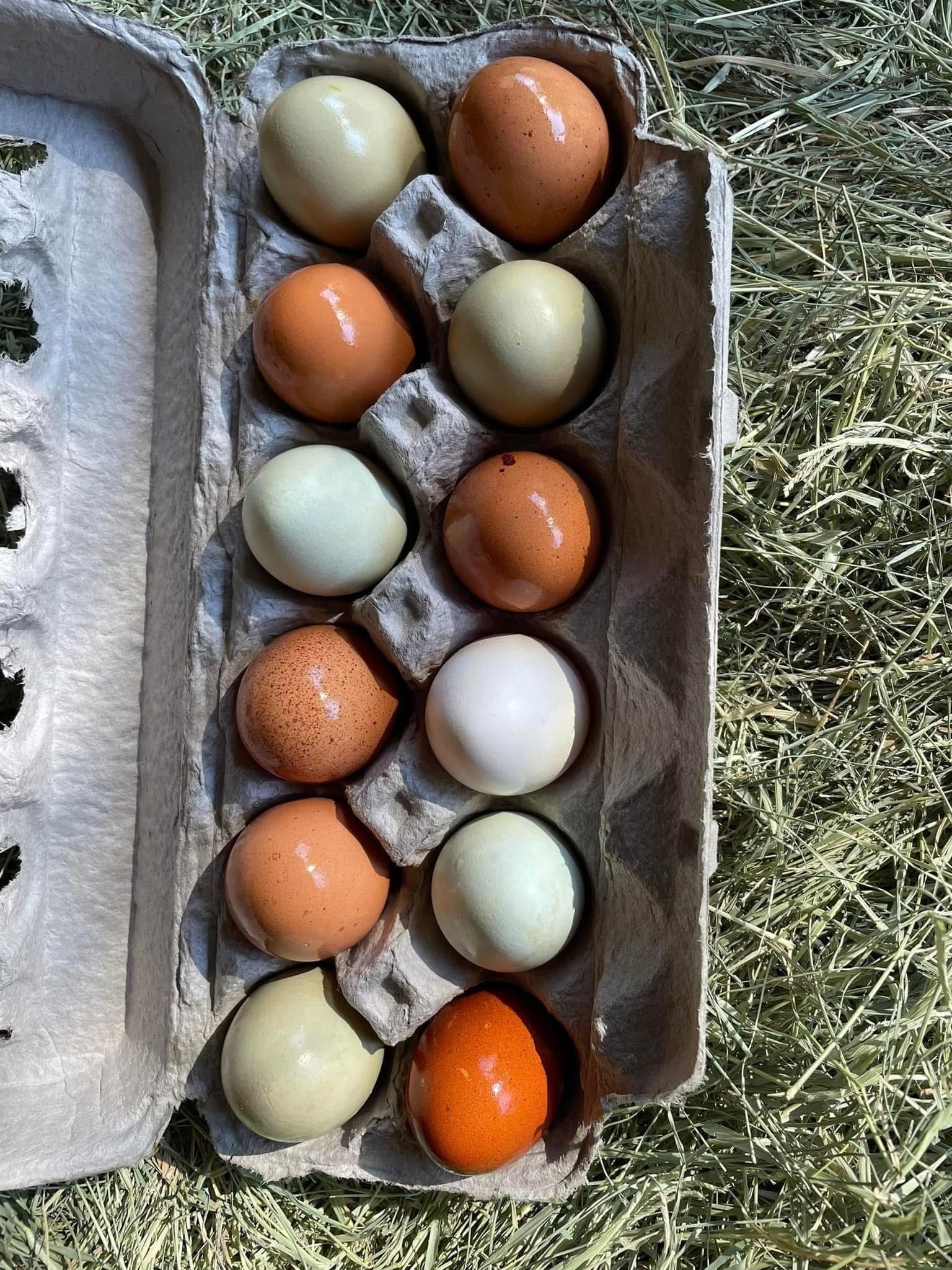 Organically Fed Chicken Eggs 