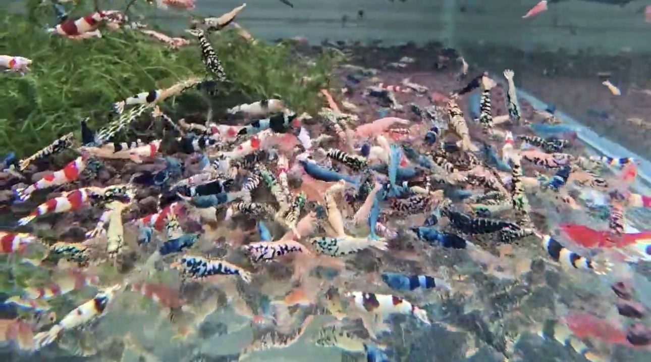 Mixed Color Caridina Shrimp Aquarium Decor