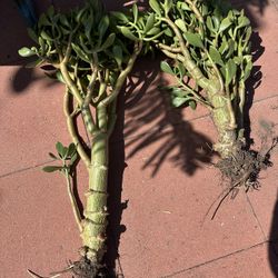 Jade Plants