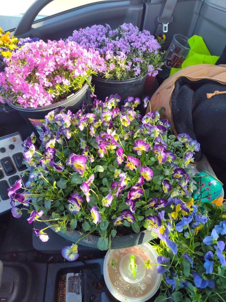 Flowers  Hanging Baskets 