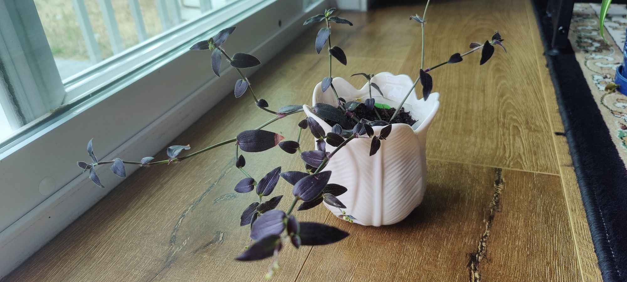 Cute Inch Plant 