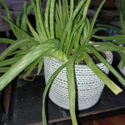 Aloe Vera House Plant. In A Very Nice Pot. 