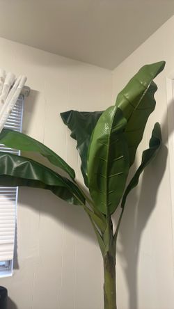 Plant decor
