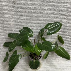 Philodendron Burle Marx Reverted