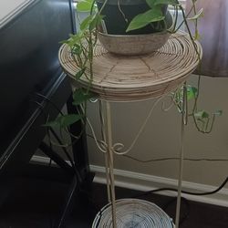 Low Light Plant