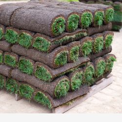 Sod . Sácate Installation 