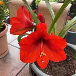 Amarillo Plant In A Pot Red Flowers 