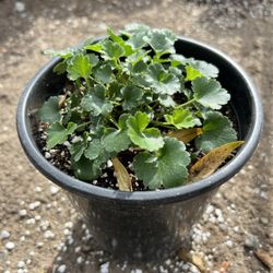 Heuchera ‘Canyon Duet'