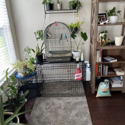 Bird Cage 