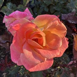 Roses