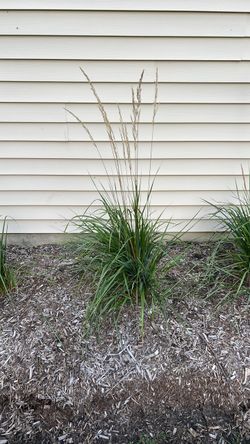 Karl Forester Grass/Plant