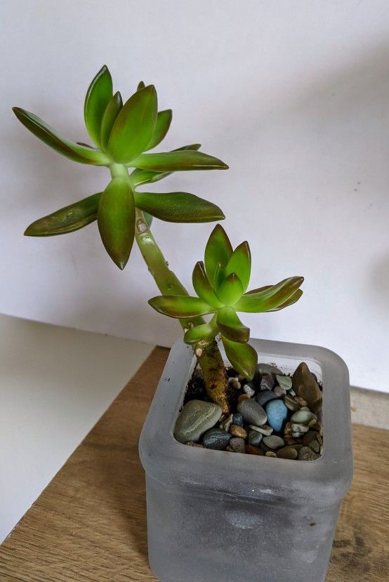 Sedum Adolphii Firestorm Succulent Plant