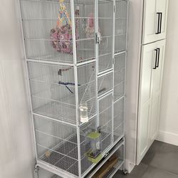 Sugar petauro with cage everything Ben in the photos