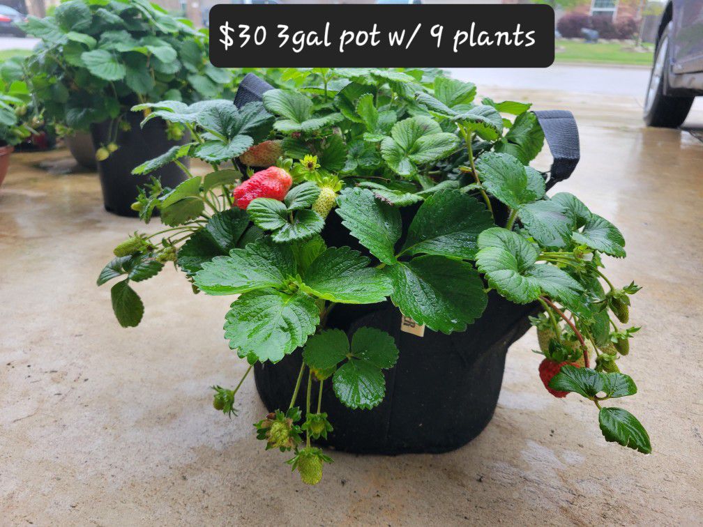 Strawberry Plants 3 Gallon