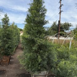 Podocarpus Gracilior Privacy Hedge