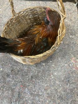 Chicken in a basket taxidermy