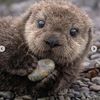 Otter