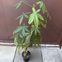 Money Tree 4 Feet Tall