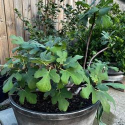 Fig Tree