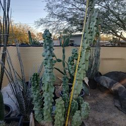 Totem Pole Cactus