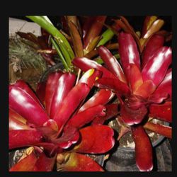 Red Bromeliads Stay Small Potted Plant Landscape Plant