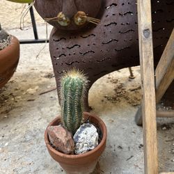 Parodia Magnífica Cactus Pot Not Included  Last Photo Is Of My 23 Year Old Plant Not For Sale