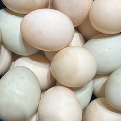 Farm Fresh DUCK Eggs 