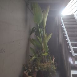 Plants For Sale