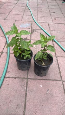Plantas vivas de epazote