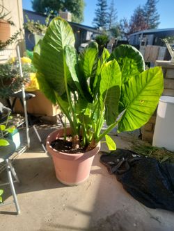 Elephant ear plant