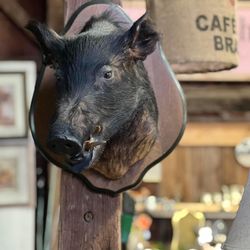 Mounted Wild Boar Head