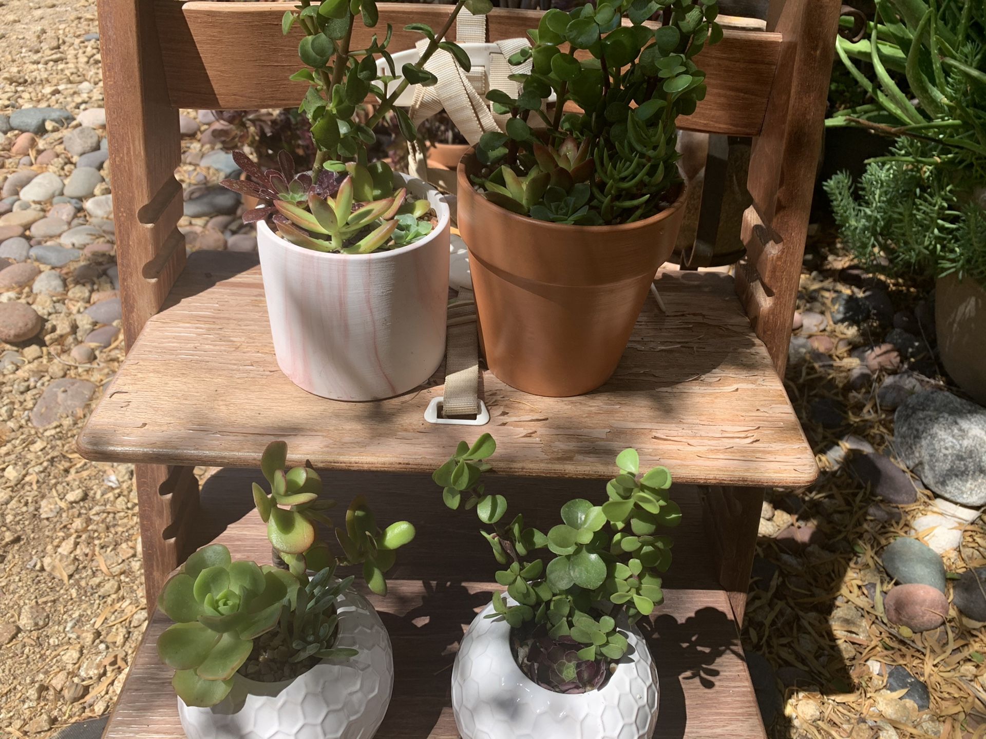 Real/live Succulent plants in a pot