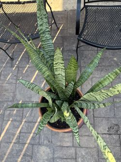 Lengua de Suegra/ Snake Plant