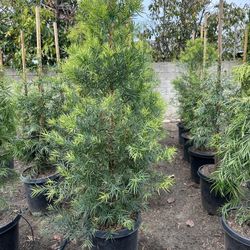 Fern Pine Hedge