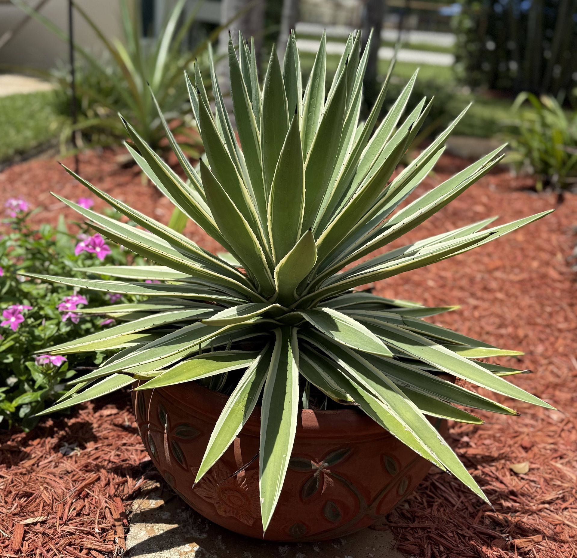 Agave angustifolia, commonly known as the Caribbean Agave or Narrow Leaf Agave, is a medium-sized, drought-tolerant Plant And Pot 